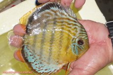 画像5: 【決算セール対象個体】【ワイルドディスカス】【通販】【今シーズン超希少種】アッパーテフェロイヤルグリーン【個体販売】14-16cm（生体）アッパーテフェ産 (5)