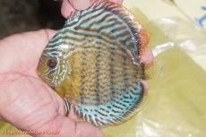 画像1: 【ワイルドディスカス】【通販】【今シーズン超希少種】アッパーテフェ スーパーロイヤルヤングスター【個体販売】12-13cm（生体）アッパーテフェ産 (1)