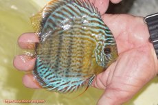 画像2: 【ワイルドディスカス】【通販】【今シーズン超希少種】アッパーテフェ スーパーロイヤルヤングスター【個体販売】12-13cm（生体）アッパーテフェ産 (2)