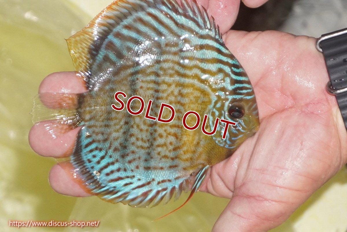 画像3: 【ワイルドディスカス】【通販】【今シーズン超希少種】アッパーテフェ スーパーロイヤルヤングスター【個体販売】12-13cm（生体）アッパーテフェ産 (3)
