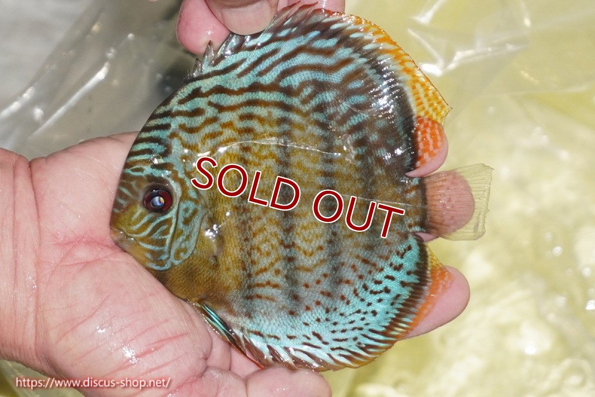 画像1: 【ワイルドディスカス】【通販】【今シーズン超希少種】アッパーテフェ スーパーロイヤルヤングスター【個体販売】12-13cm（生体）アッパーテフェ産 (1)