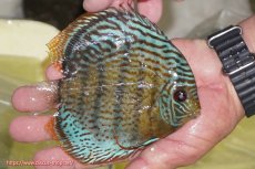 画像2: 【ワイルドディスカス】【通販】【今シーズン超希少種】アッパーテフェ スーパーロイヤルヤングスター【個体販売】12-13cm（生体）アッパーテフェ産 (2)