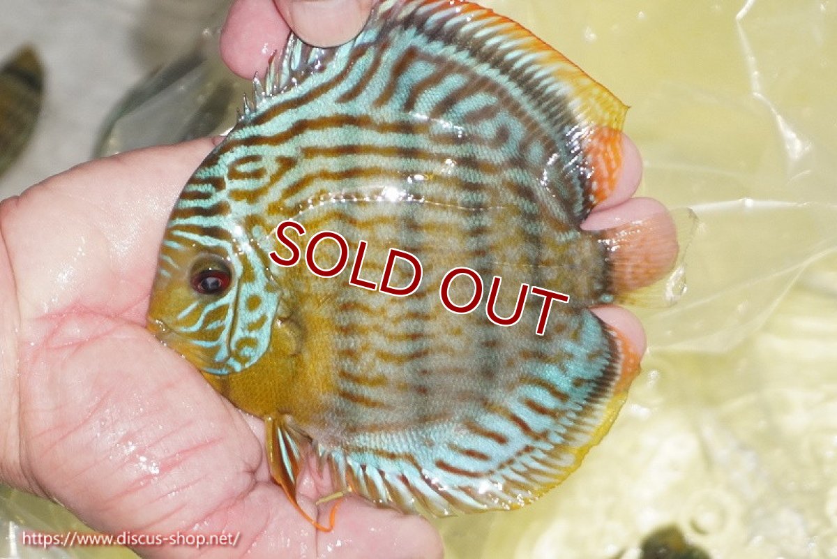 画像1: 【ワイルドディスカス】【通販】【今シーズン超希少種】アッパーテフェ スーパーロイヤルヤングスター【個体販売】12-13cm（生体）アッパーテフェ産 (1)