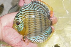 画像1: 【ワイルドディスカス】【通販】【今シーズン超希少種】アッパーテフェ スーパーロイヤルヤングスター【個体販売】12-13cm（生体）アッパーテフェ産 (1)