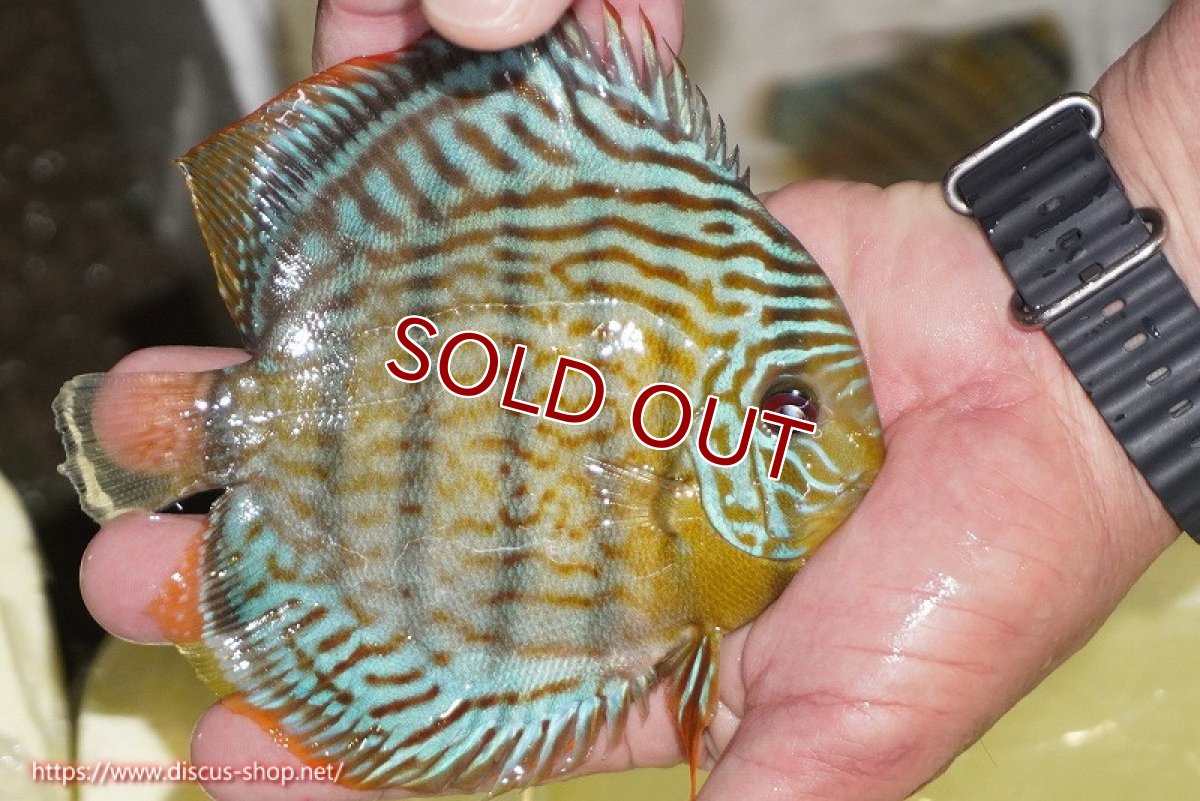 画像2: 【ワイルドディスカス】【通販】【今シーズン超希少種】アッパーテフェ スーパーロイヤルヤングスター【個体販売】12-13cm（生体）アッパーテフェ産 (2)