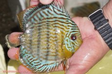 画像2: 【ワイルドディスカス】【通販】【今シーズン超希少種】アッパーテフェ スーパーロイヤルヤングスター【個体販売】12-13cm（生体）アッパーテフェ産 (2)