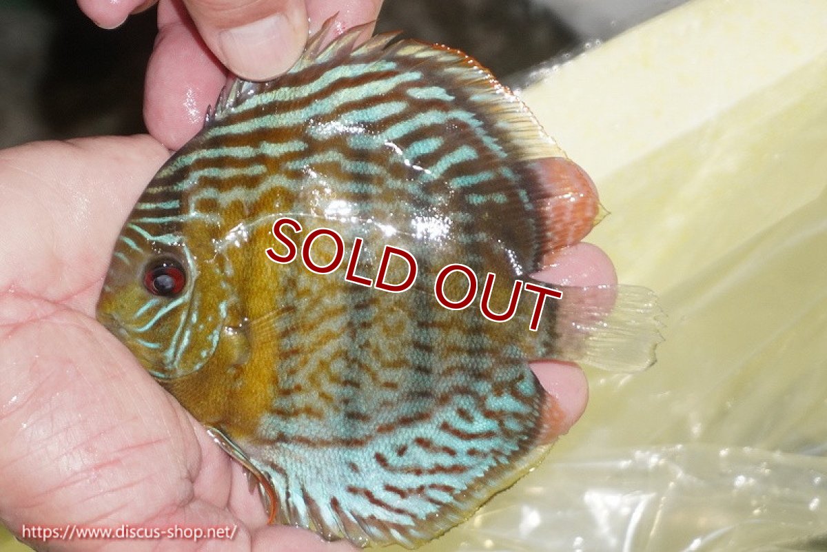 画像1: 【ワイルドディスカス】【通販】【今シーズン超希少種】アッパーテフェ スーパーロイヤルヤングスター【個体販売】12-13cm（生体）アッパーテフェ産 (1)