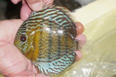 画像1: 【ワイルドディスカス】【通販】【今シーズン超希少種】アッパーテフェ スーパーロイヤルヤングスター【個体販売】12-13cm（生体）アッパーテフェ産 (1)