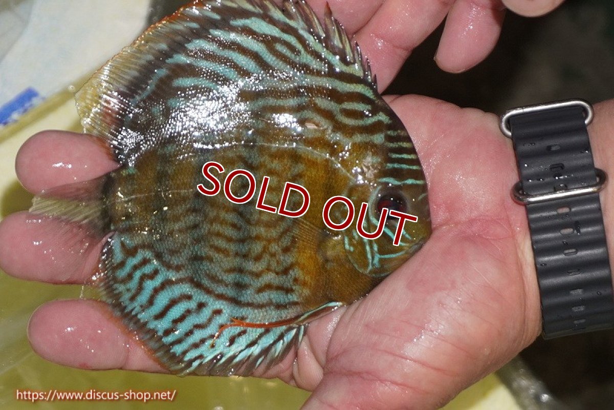 画像2: 【ワイルドディスカス】【通販】【今シーズン超希少種】アッパーテフェ スーパーロイヤルヤングスター【個体販売】12-13cm（生体）アッパーテフェ産 (2)
