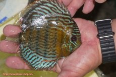 画像2: 【ワイルドディスカス】【通販】【今シーズン超希少種】アッパーテフェ スーパーロイヤルヤングスター【個体販売】12-13cm（生体）アッパーテフェ産 (2)