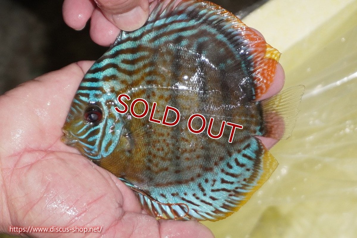 画像2: 【ワイルドディスカス】【通販】【今シーズン超希少種】アッパーテフェ スーパーロイヤルヤングスター【個体販売】12-13cm（生体）アッパーテフェ産 (2)