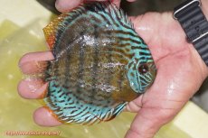 画像2: 【ワイルドディスカス】【通販】【今シーズン超希少種】アッパーテフェ スーパーロイヤルヤングスター【個体販売】12-13cm（生体）アッパーテフェ産 (2)