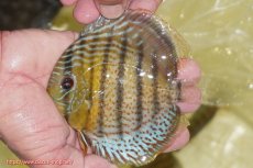 画像1: 【ワイルドディスカス】【通販】【今シーズン超希少種】アッパーテフェ スーパーロイヤルヤングスター【個体販売】12-13cm（生体）アッパーテフェ産 (1)