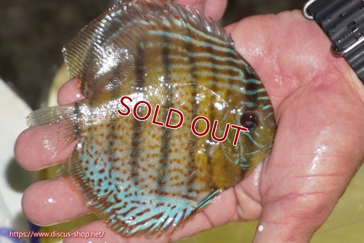 画像2: 【ワイルドディスカス】【通販】【今シーズン超希少種】アッパーテフェ スーパーロイヤルヤングスター【個体販売】12-13cm（生体）アッパーテフェ産 (2)