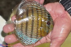 画像2: 【ワイルドディスカス】【通販】【今シーズン超希少種】アッパーテフェ スーパーロイヤルヤングスター【個体販売】12-13cm（生体）アッパーテフェ産 (2)