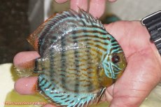 画像2: 【ワイルドディスカス】【通販】【今シーズン超希少種】アッパーテフェ スーパーロイヤルヤングスター【個体販売】12-13cm（生体）アッパーテフェ産 (2)