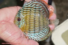 画像1: 【ワイルドディスカス】【通販】【今シーズン超希少種】アッパーテフェ スーパーロイヤルヤングスター【個体販売】12-13cm（生体）アッパーテフェ産 (1)