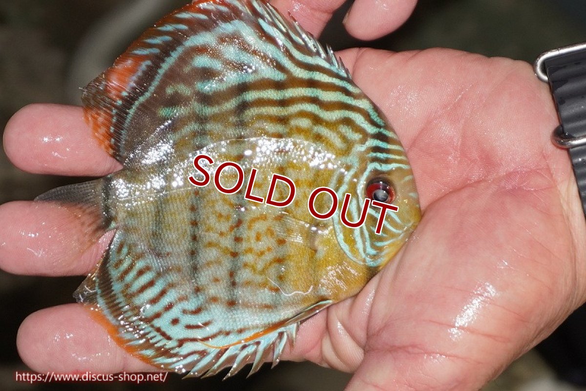 画像2: 【ワイルドディスカス】【通販】【今シーズン超希少種】アッパーテフェ スーパーロイヤルヤングスター【個体販売】12-13cm（生体）アッパーテフェ産 (2)