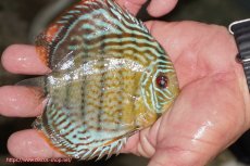 画像2: 【ワイルドディスカス】【通販】【今シーズン超希少種】アッパーテフェ スーパーロイヤルヤングスター【個体販売】12-13cm（生体）アッパーテフェ産 (2)