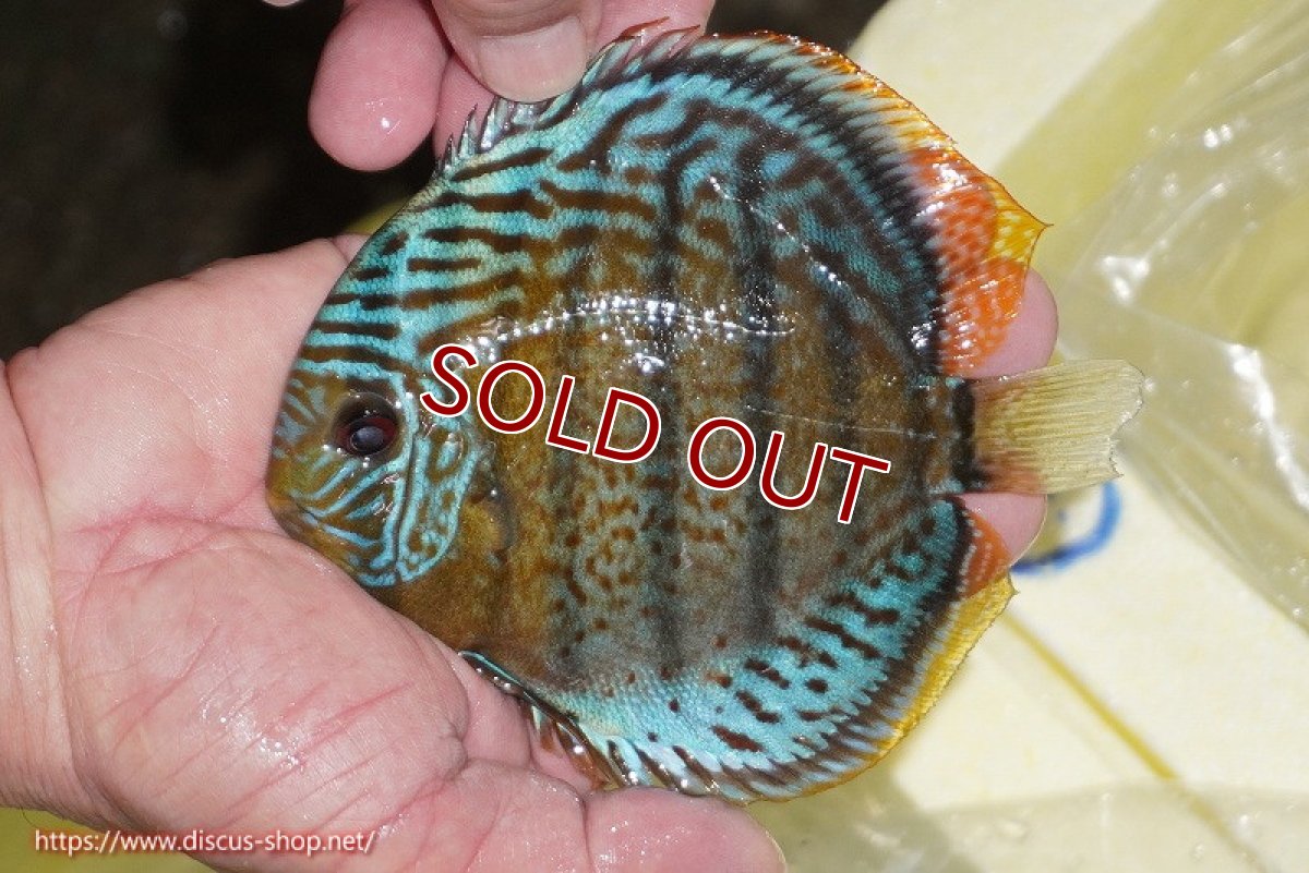 画像1: 【ワイルドディスカス】【通販】【今シーズン超希少種】アッパーテフェ スーパーロイヤルヤングスター【個体販売】12-13cm（生体）アッパーテフェ産 (1)