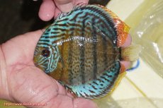 画像1: 【ワイルドディスカス】【通販】【今シーズン超希少種】アッパーテフェ スーパーロイヤルヤングスター【個体販売】12-13cm（生体）アッパーテフェ産 (1)