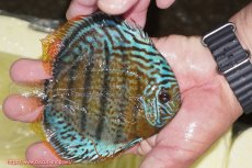 画像2: 【ワイルドディスカス】【通販】【今シーズン超希少種】アッパーテフェ スーパーロイヤルヤングスター【個体販売】12-13cm（生体）アッパーテフェ産 (2)