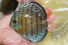 画像1: 【ワイルドディスカス】【通販】【今シーズン超希少種】アッパーテフェ スーパーロイヤルヤングスター【個体販売】12-13cm（生体）アッパーテフェ産 (1)