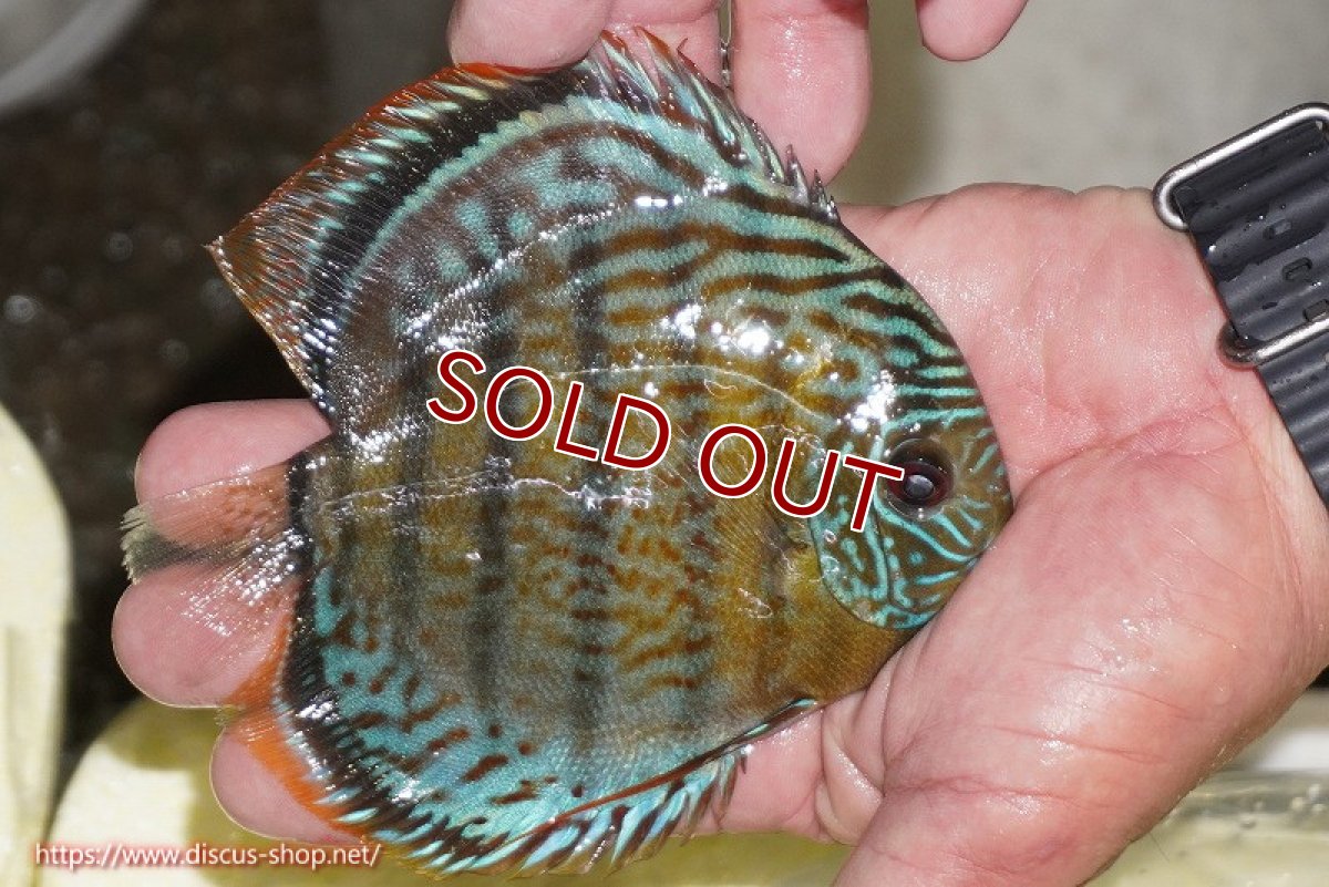 画像2: 【ワイルドディスカス】【通販】【今シーズン超希少種】アッパーテフェ スーパーロイヤルヤングスター【個体販売】12-13cm（生体）アッパーテフェ産 (2)