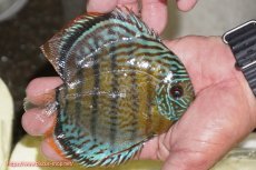 画像2: 【ワイルドディスカス】【通販】【今シーズン超希少種】アッパーテフェ スーパーロイヤルヤングスター【個体販売】12-13cm（生体）アッパーテフェ産 (2)