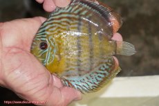 画像1: 【ワイルドディスカス】【通販】【今シーズン超希少種】アッパーテフェ スーパーロイヤルヤングスター【個体販売】12-13cm（生体）アッパーテフェ産 (1)