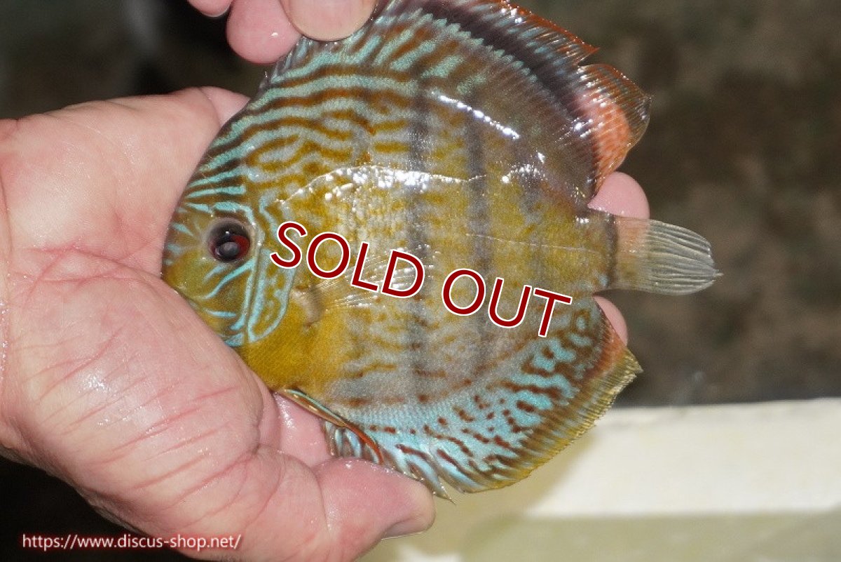 画像2: 【ワイルドディスカス】【通販】【今シーズン超希少種】アッパーテフェ スーパーロイヤルヤングスター【個体販売】12-13cm（生体）アッパーテフェ産 (2)