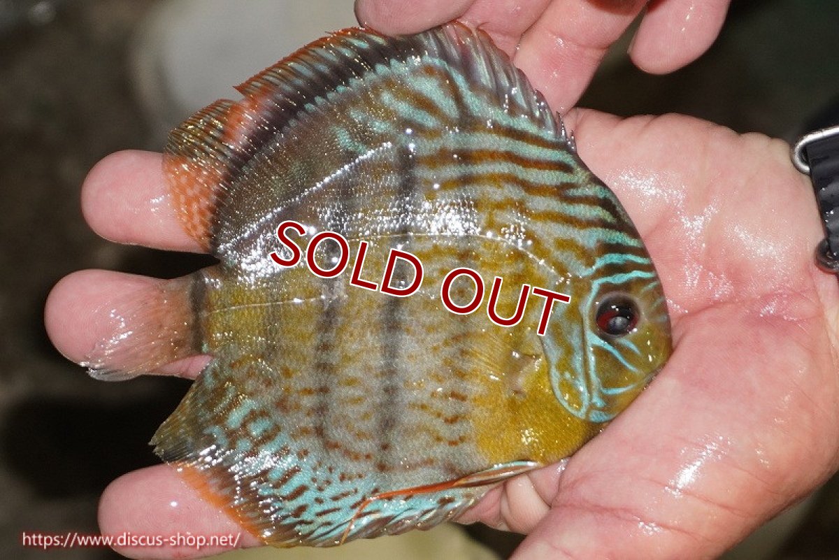 画像3: 【ワイルドディスカス】【通販】【今シーズン超希少種】アッパーテフェ スーパーロイヤルヤングスター【個体販売】12-13cm（生体）アッパーテフェ産 (3)