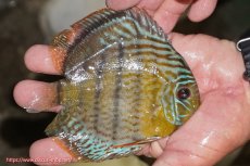 画像3: 【ワイルドディスカス】【通販】【今シーズン超希少種】アッパーテフェ スーパーロイヤルヤングスター【個体販売】12-13cm（生体）アッパーテフェ産 (3)