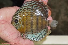 画像1: 【ワイルドディスカス】【通販】【今シーズン超希少種】アッパーテフェ スーパーロイヤルヤングスター【個体販売】12-13cm（生体）アッパーテフェ産 (1)