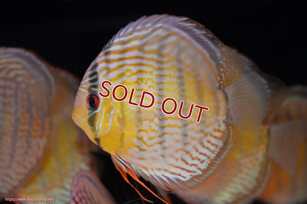 画像1: 【決算セール対象個体】【ワイルドディスカス】【通販】【今シーズン超希少種】アッパーテフェ スーパーロイヤルヤングスター【個体販売】12-13cm（生体）アッパーテフェ産 (1)