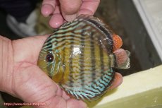 画像1: 【ワイルドディスカス】【通販】【今シーズン超希少種】アッパーテフェ スーパーロイヤルヤングスター【個体販売】12-13cm（生体）アッパーテフェ産 (1)