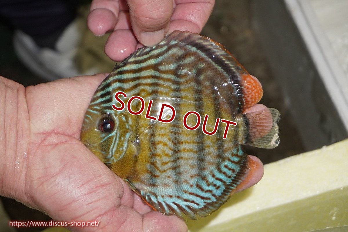 画像2: 【決算セール対象個体】【ワイルドディスカス】【通販】【今シーズン超希少種】アッパーテフェ スーパーロイヤルヤングスター【個体販売】12-13cm（生体）アッパーテフェ産 (2)