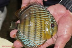 画像3: 【決算セール対象個体】【ワイルドディスカス】【通販】【今シーズン超希少種】アッパーテフェ スーパーロイヤルヤングスター【個体販売】12-13cm（生体）アッパーテフェ産 (3)