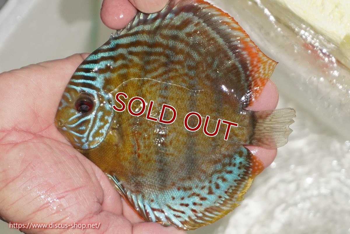 画像1: 【ワイルドディスカス】【通販】【今シーズン超希少種】アッパーテフェ ロイヤルヤングスター【個体販売】10-12cm（生体）アッパーテフェ産 (1)