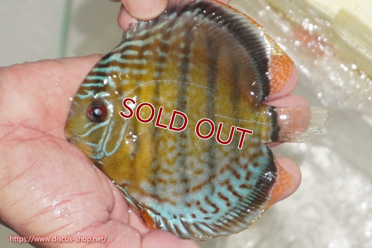 画像1: 【ワイルドディスカス】【通販】【今シーズン超希少種】アッパーテフェ ロイヤルヤングスター【個体販売】10-12cm（生体）アッパーテフェ産 (1)