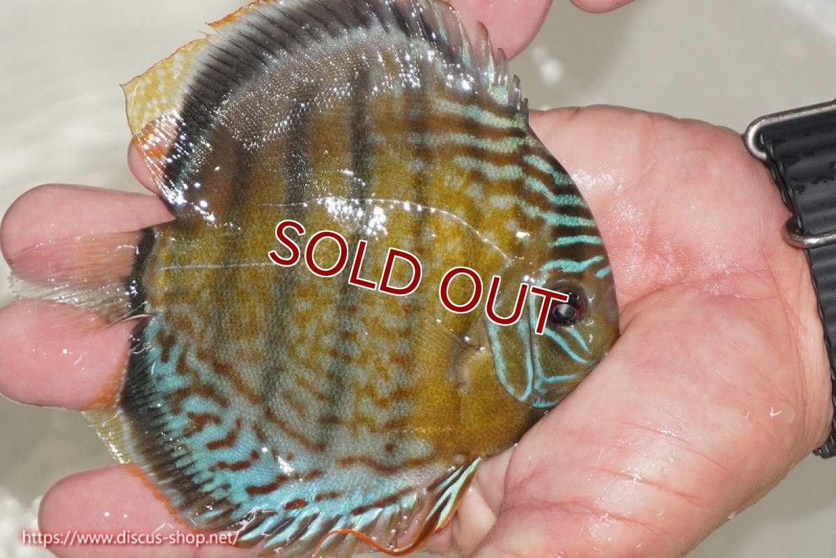 画像2: 【ワイルドディスカス】【通販】【今シーズン超希少種】アッパーテフェ ロイヤルヤングスター【個体販売】10-12cm（生体）アッパーテフェ産 (2)