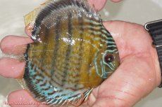 画像2: 【ワイルドディスカス】【通販】【今シーズン超希少種】アッパーテフェ ロイヤルヤングスター【個体販売】10-12cm（生体）アッパーテフェ産 (2)