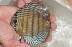 画像1: 【ワイルドディスカス】【通販】【今シーズン超希少種】アッパーテフェ ロイヤルヤングスター【個体販売】10-12cm（生体）アッパーテフェ産 (1)