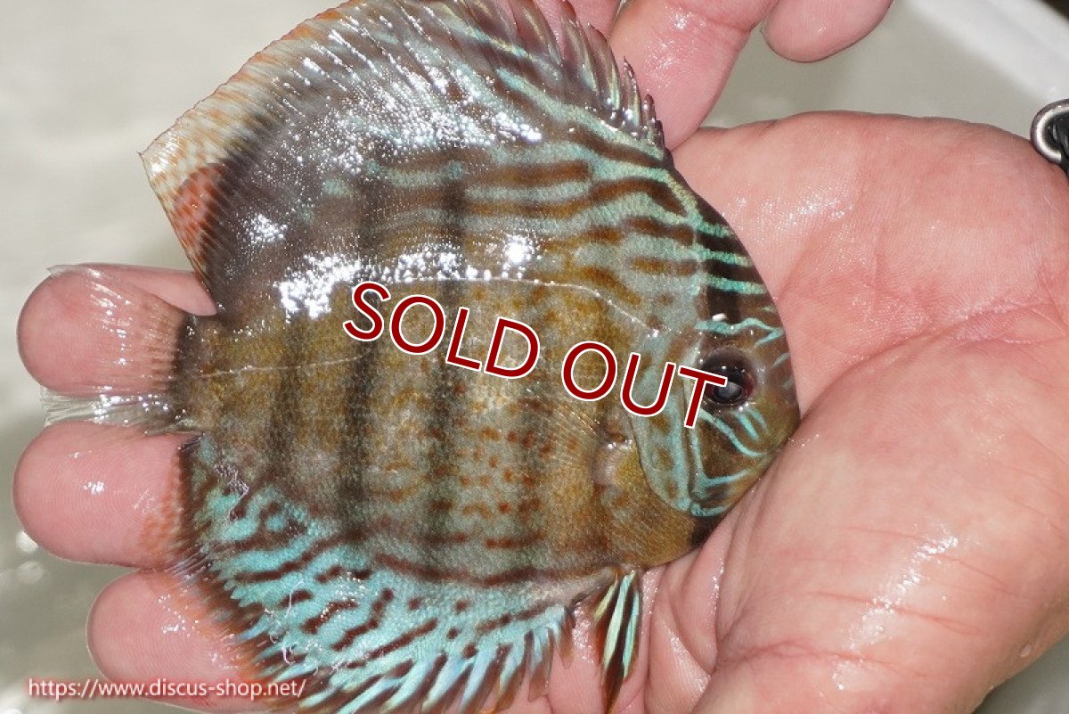 画像2: 【ワイルドディスカス】【通販】【今シーズン超希少種】アッパーテフェ ロイヤルヤングスター【個体販売】10-12cm（生体）アッパーテフェ産 (2)