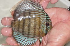 画像2: 【ワイルドディスカス】【通販】【今シーズン超希少種】アッパーテフェ ロイヤルヤングスター【個体販売】10-12cm（生体）アッパーテフェ産 (2)