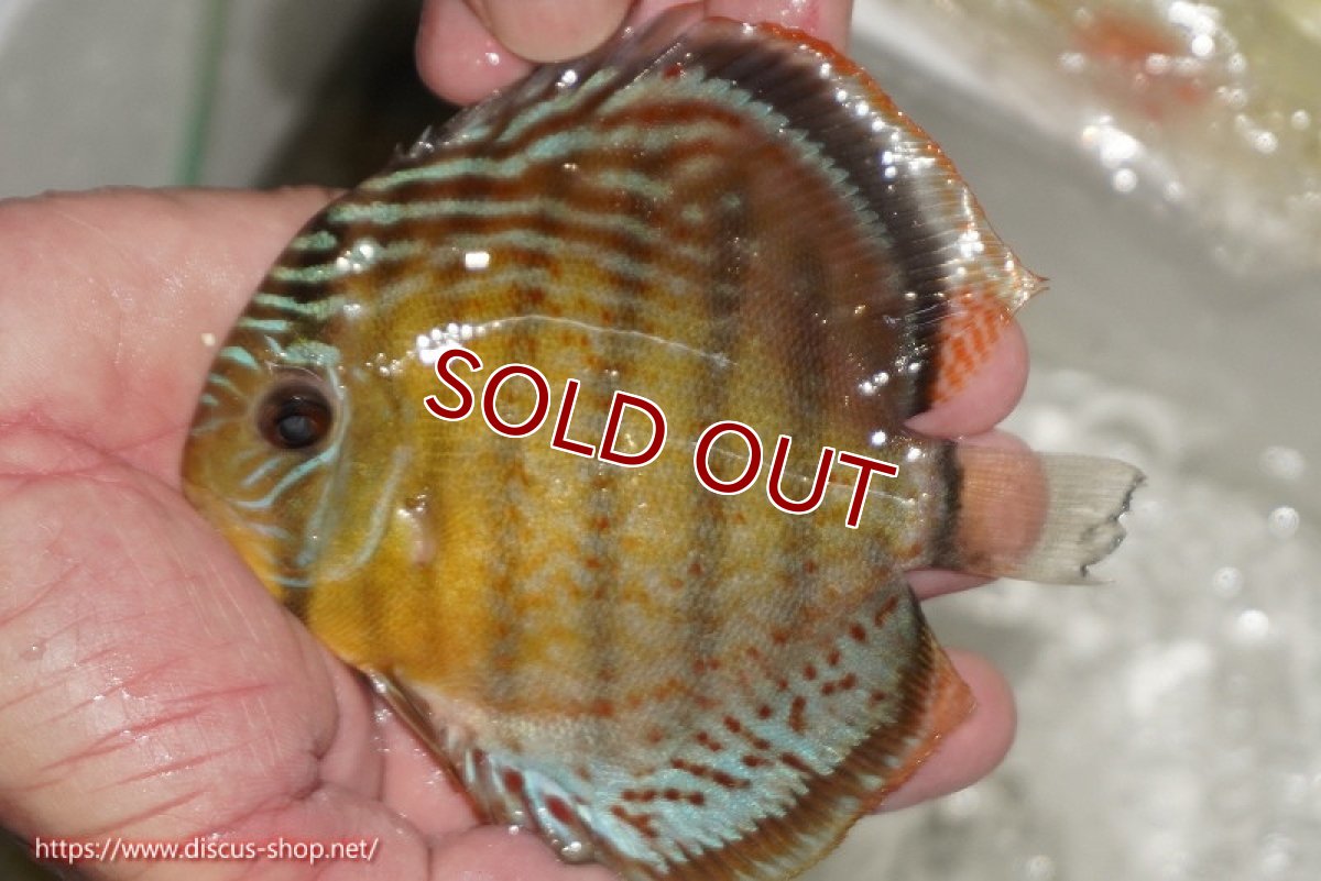 画像1: 【ワイルドディスカス】【通販】【今シーズン超希少種】アッパーテフェ ロイヤルヤングスター【個体販売】10-12cm（生体）アッパーテフェ産 (1)