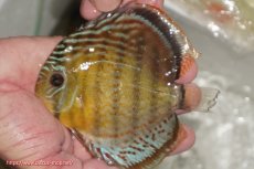 画像1: 【ワイルドディスカス】【通販】【今シーズン超希少種】アッパーテフェ ロイヤルヤングスター【個体販売】10-12cm（生体）アッパーテフェ産 (1)