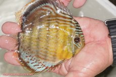 画像2: 【ワイルドディスカス】【通販】【今シーズン超希少種】アッパーテフェ ロイヤルヤングスター【個体販売】10-12cm（生体）アッパーテフェ産 (2)