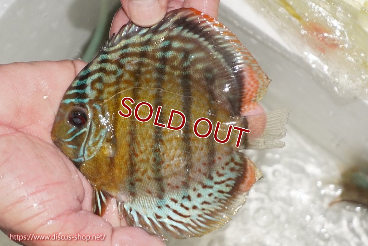 画像1: 【ワイルドディスカス】【通販】【今シーズン超希少種】アッパーテフェ ロイヤルヤングスター【個体販売】10-12cm（生体）アッパーテフェ産 (1)