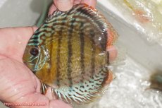 画像1: 【ワイルドディスカス】【通販】【今シーズン超希少種】アッパーテフェ ロイヤルヤングスター【個体販売】10-12cm（生体）アッパーテフェ産 (1)